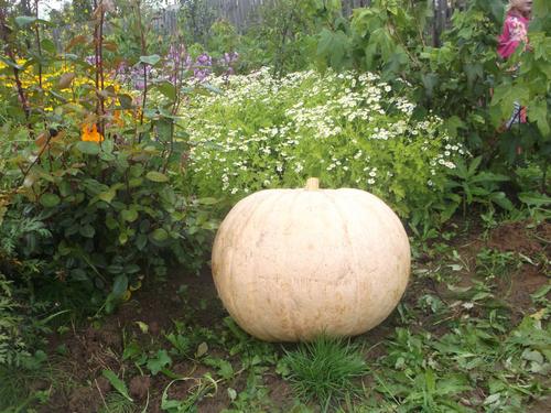 5. � ����������� ��������� ��������� ������  ������ �������� ������� �������� ��������� ������ ����������� ������ ����������� ��� ���� ��������. 